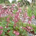 Heuchera brizoides 'Sanglant'